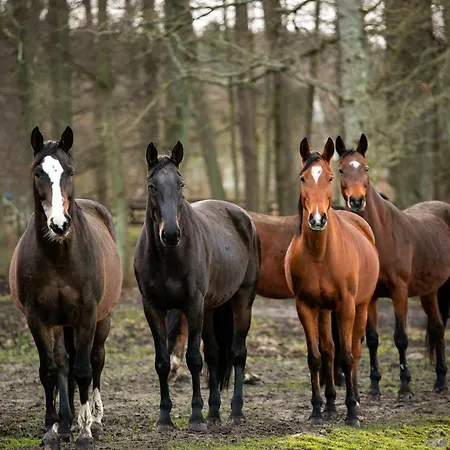 Rancho Kolo Leby Feriegård *