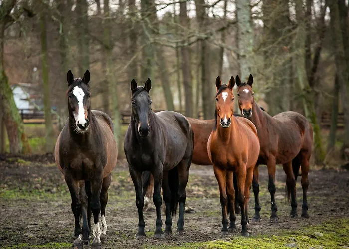 Rancho Kolo Leby Çiftlik konaklama *